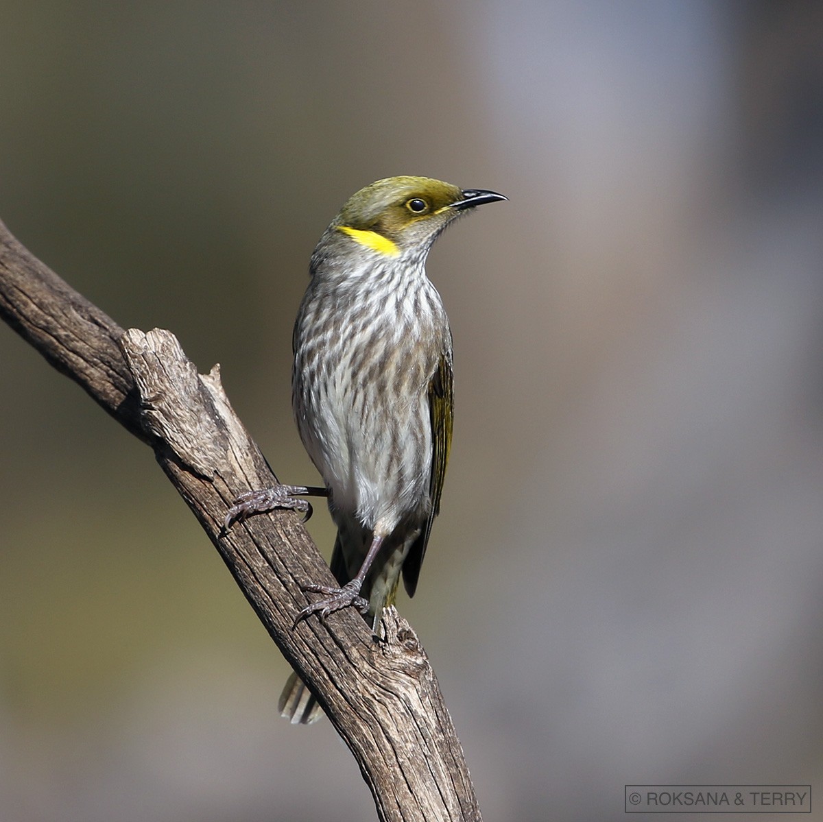 Yellow-plumed Honeyeater - ML105386521