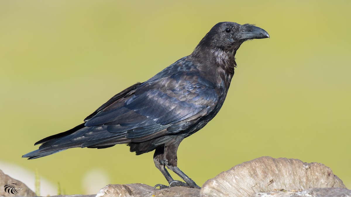Common Raven - ML105388471