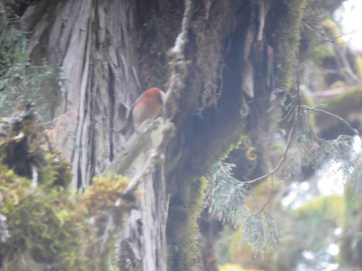 Crested Tit-Warbler - Alban Guillaumet