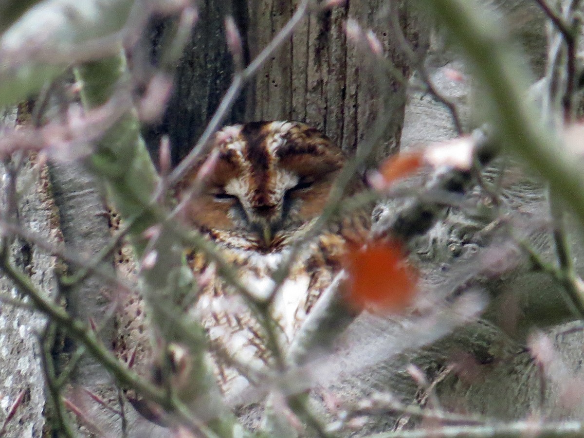 Tawny Owl - Simon Bradfield