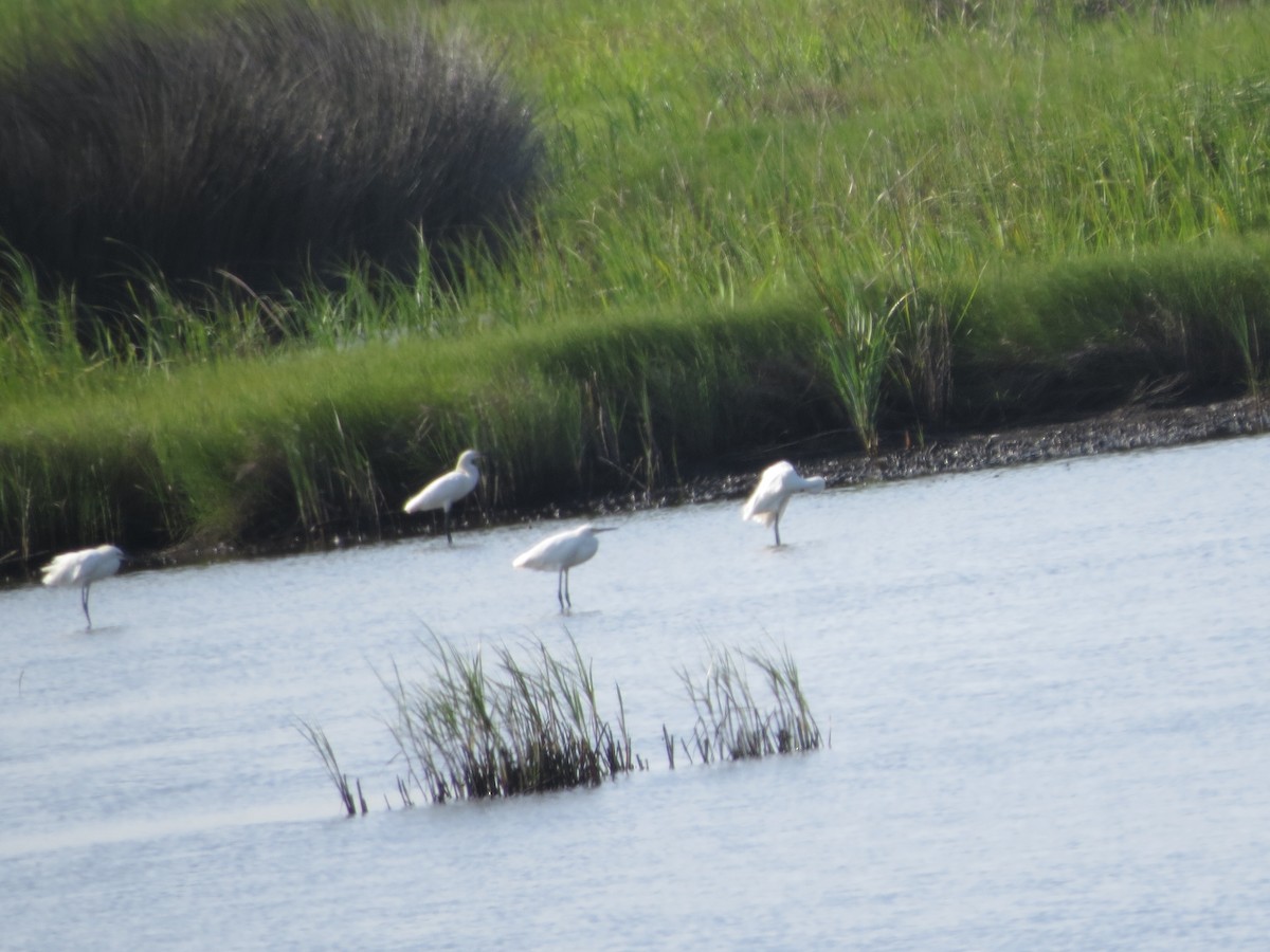 Snowy Egret - ML105392161