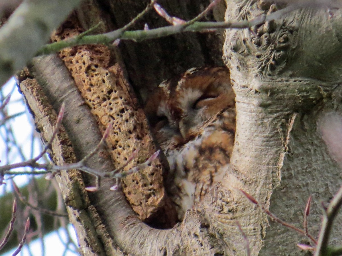 Tawny Owl - ML105392251