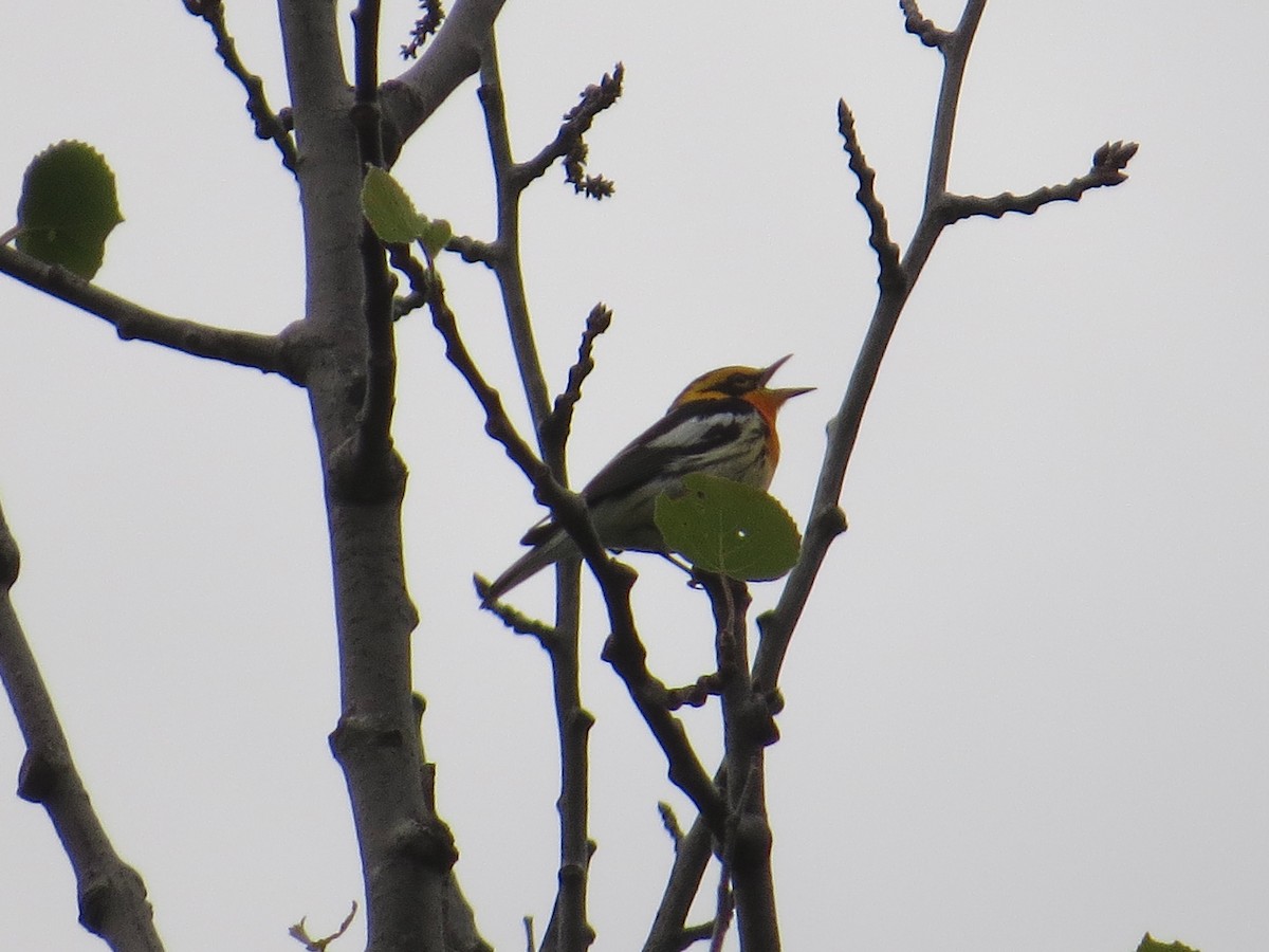 Blackburnian Warbler - Glenn Hodgkins