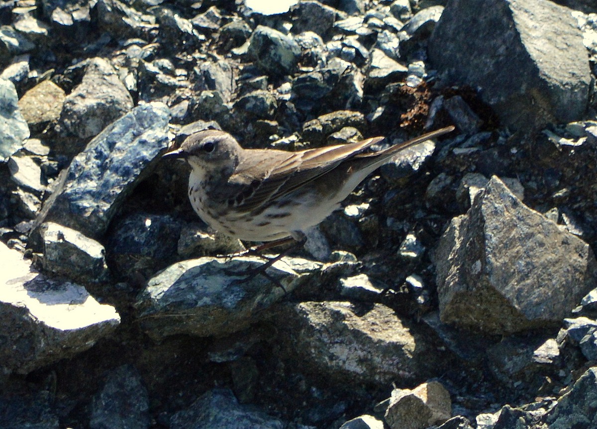 Water Pipit - ML105393421