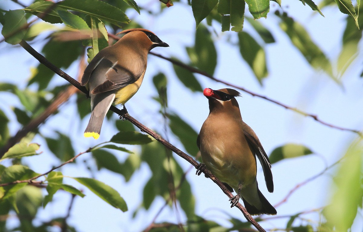 Cedar Waxwing - ML105394451