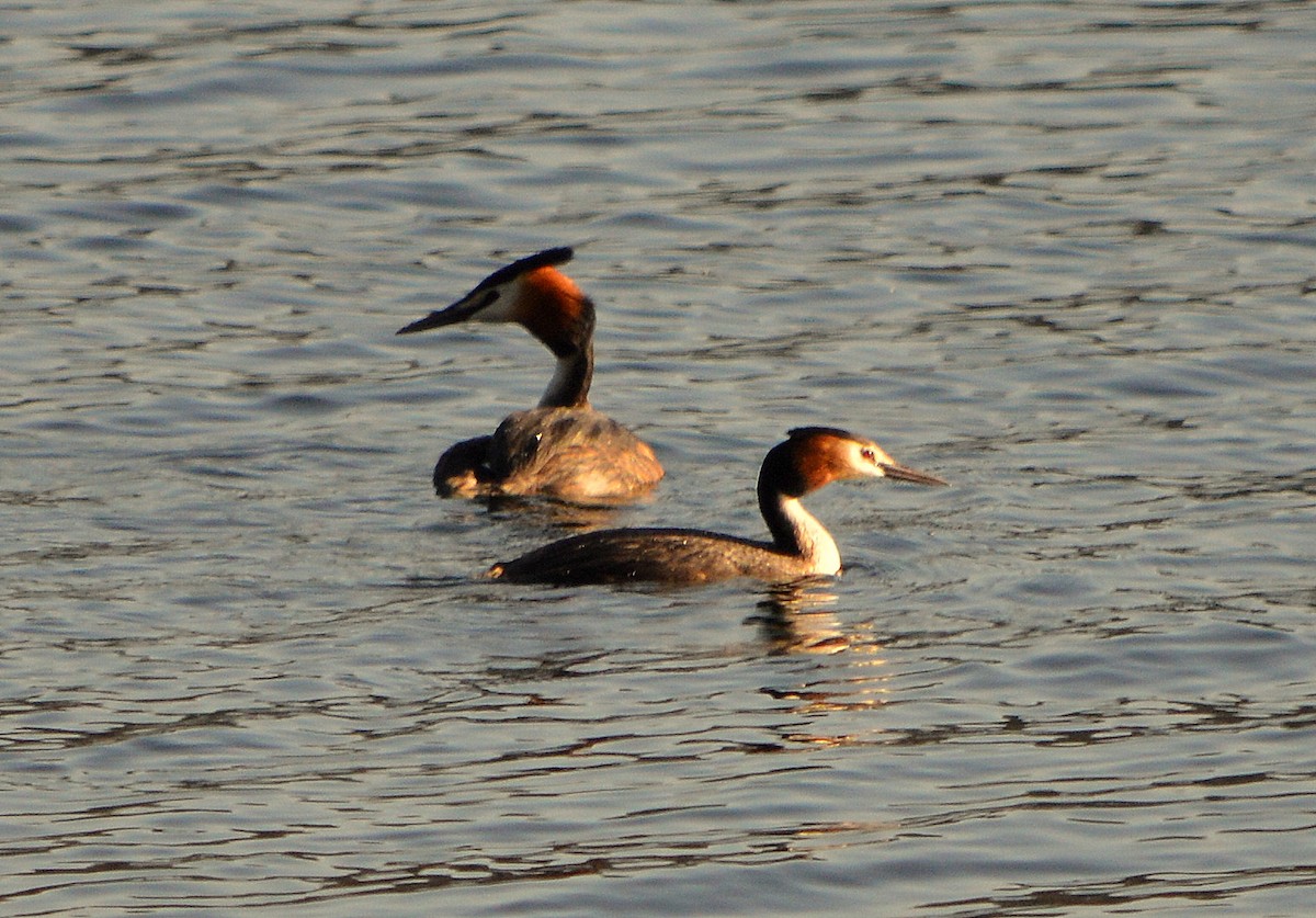 Great Crested Grebe - ML105395431