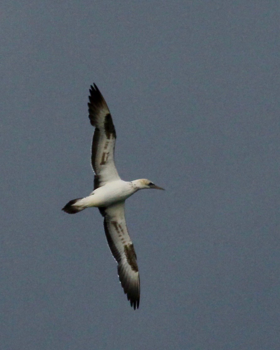 Australasian Gannet - ML105395671