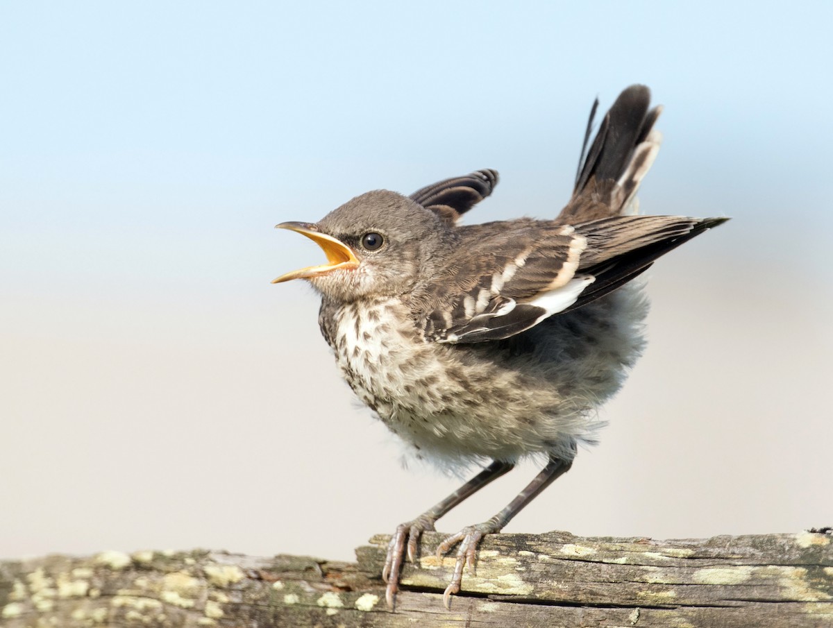 Northern Mockingbird - Mark R Johnson