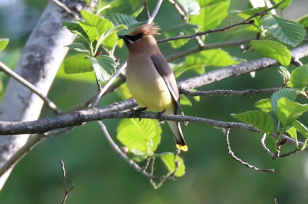 Cedar Waxwing - ML105397471