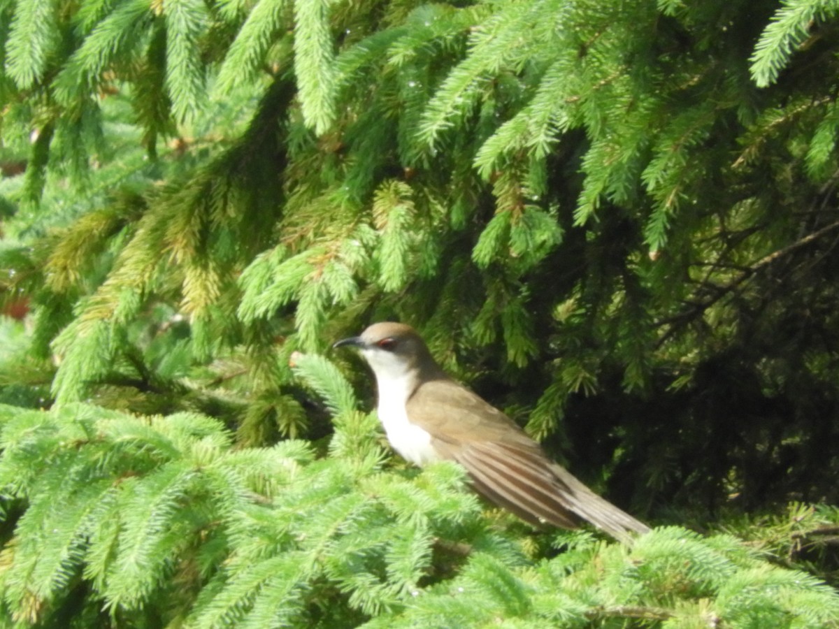 Black-billed Cuckoo - carol villeneuve