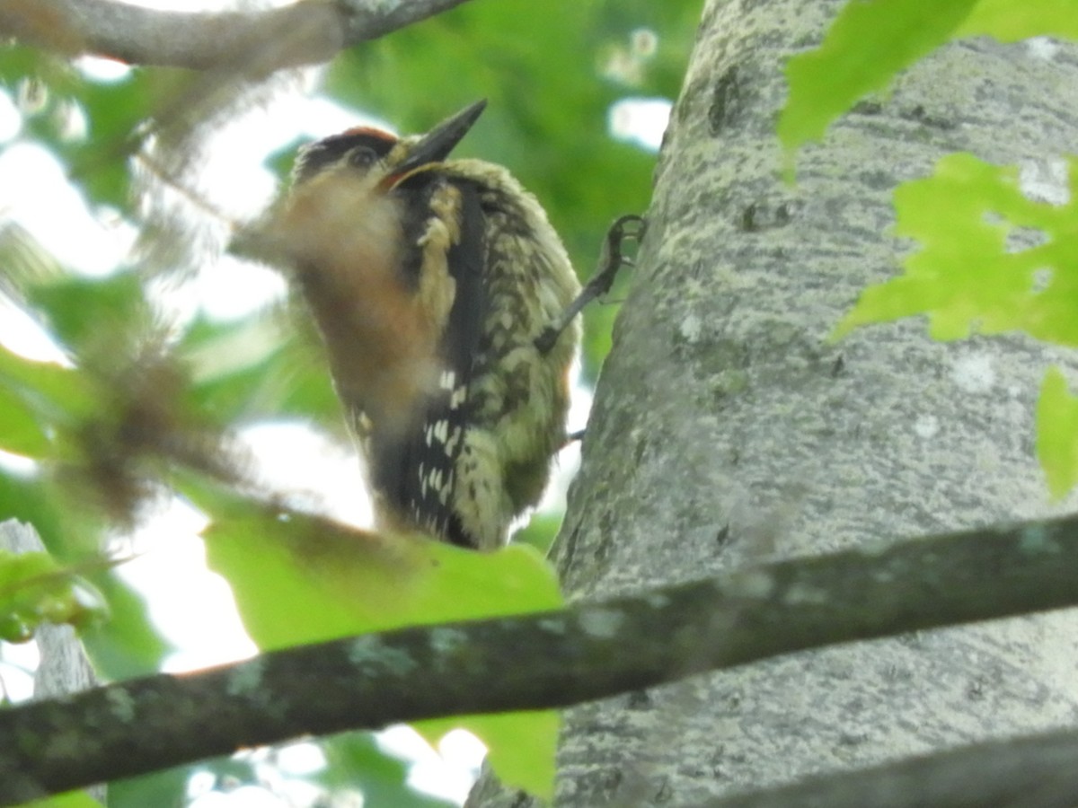 Yellow-bellied Sapsucker - ML105398281