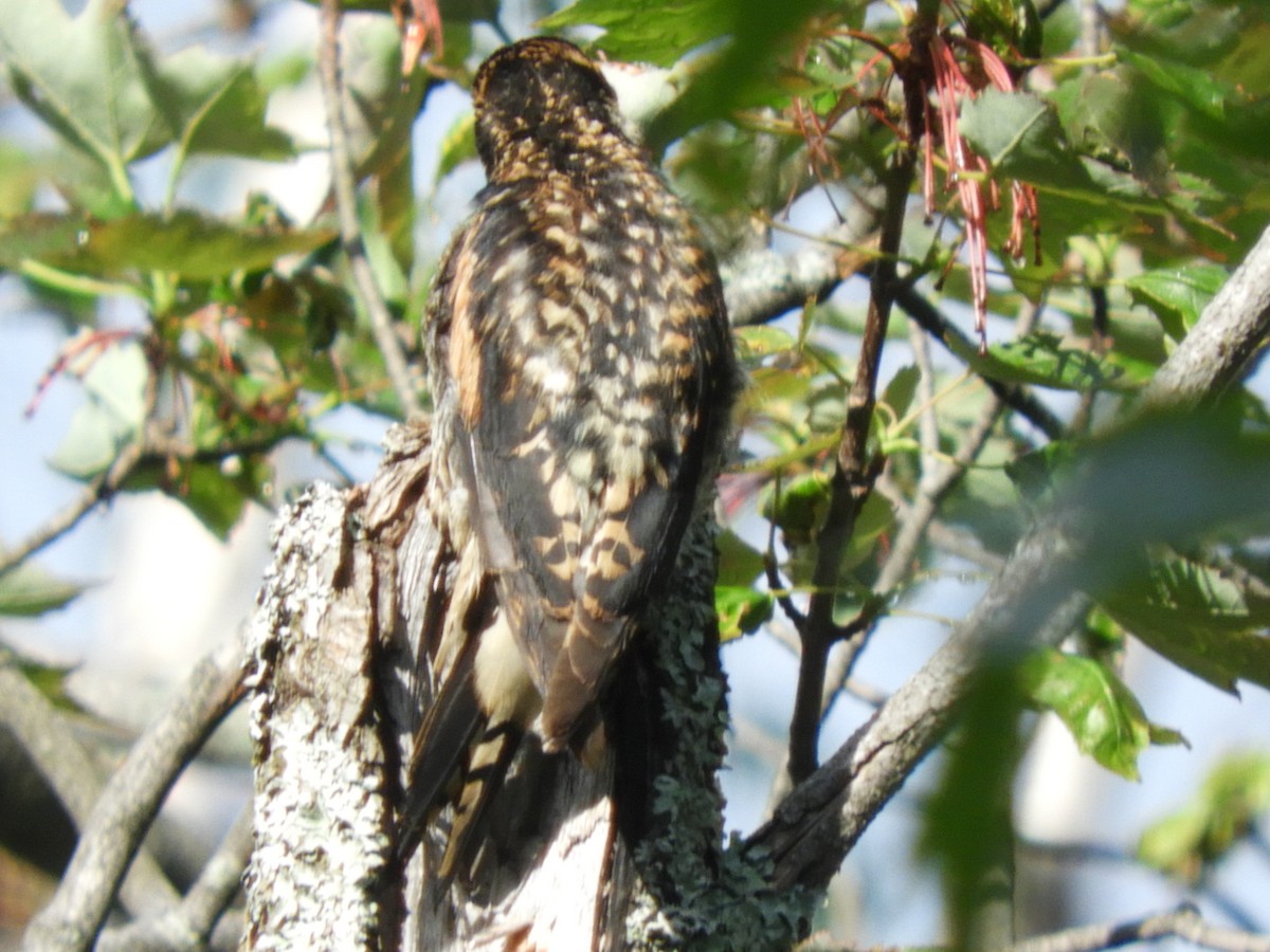 Yellow-bellied Sapsucker - ML105398291