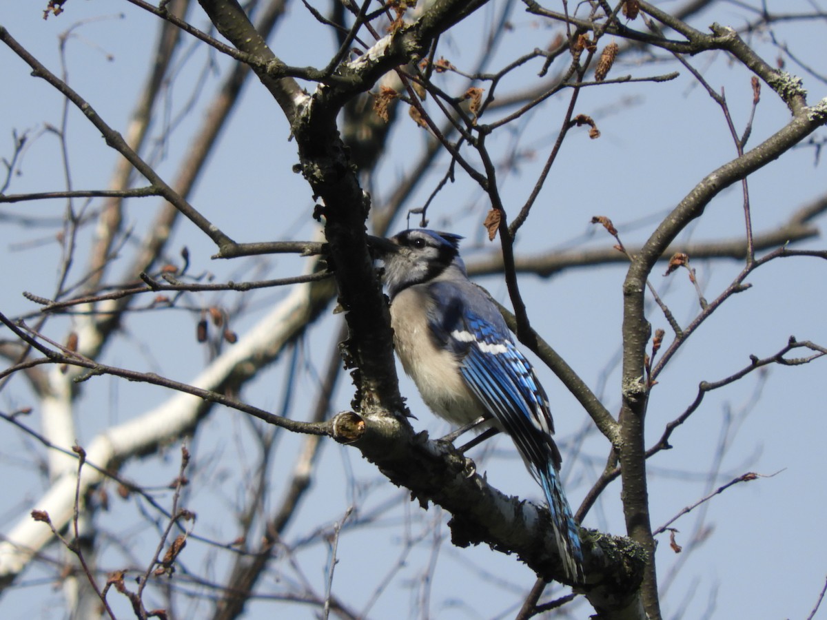 Blue Jay - ML105398421