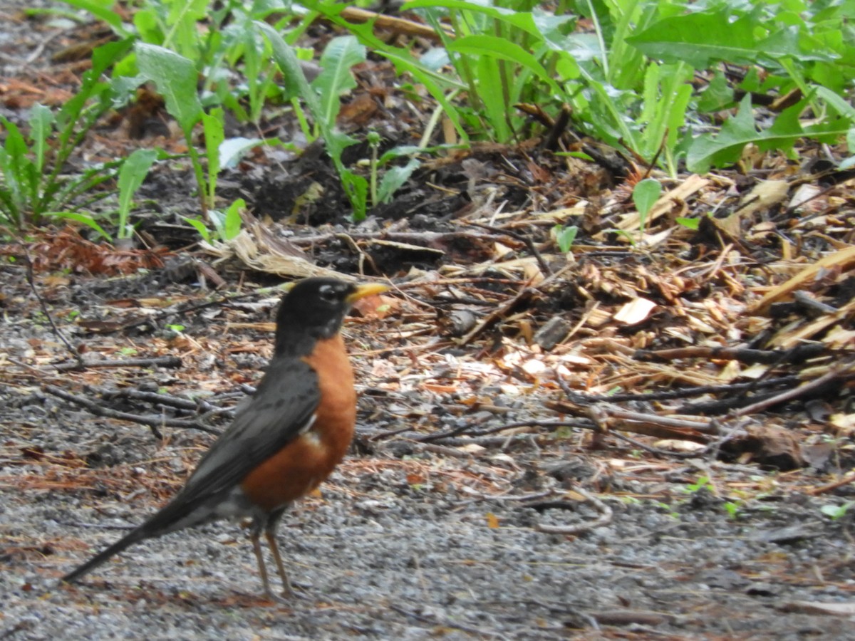 American Robin - ML105398501