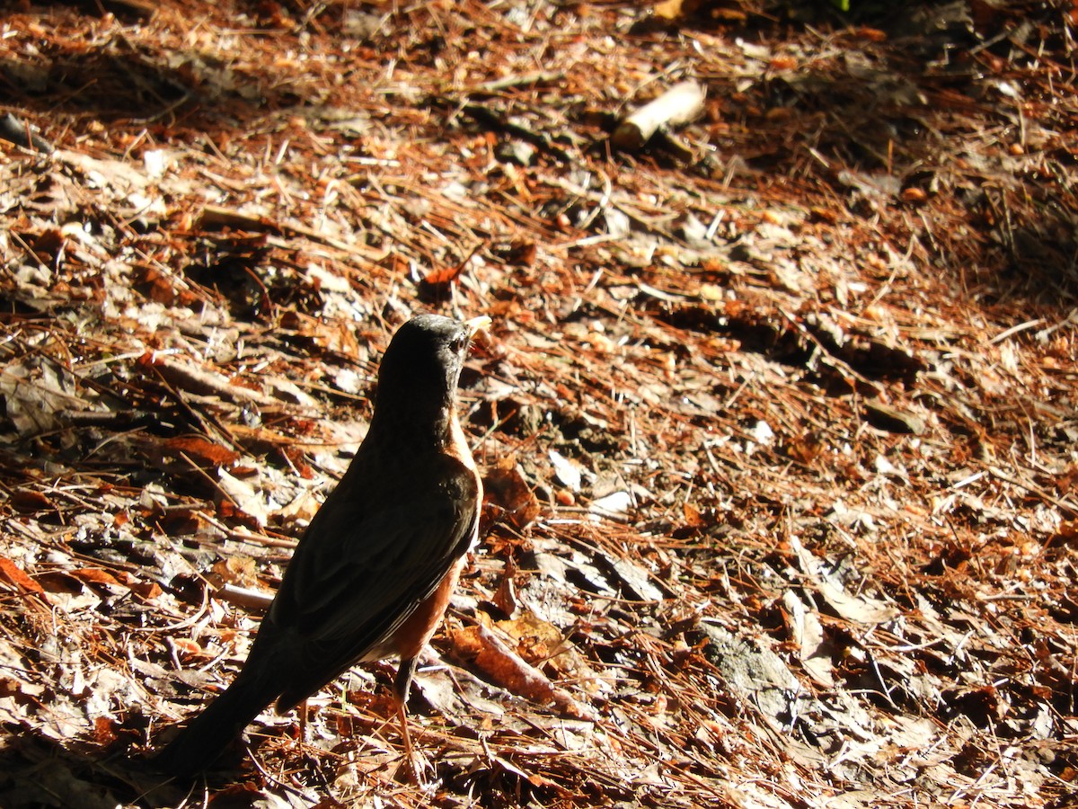 American Robin - ML105398511