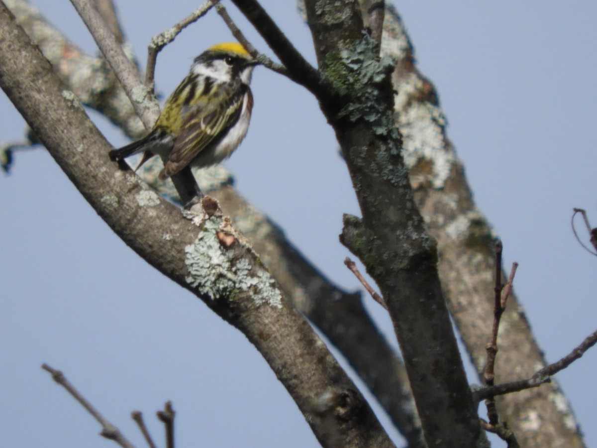 Gelbscheitel-Waldsänger - ML105398611