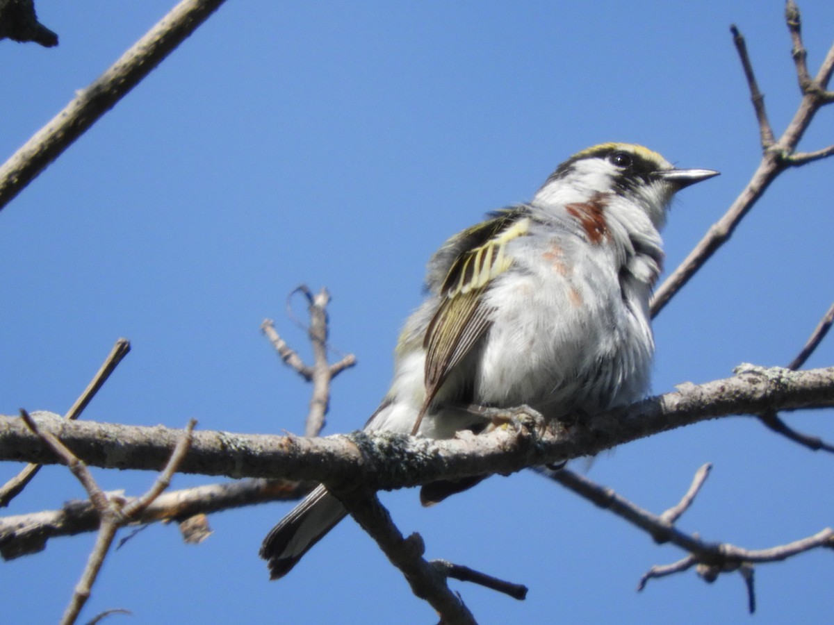 Gelbscheitel-Waldsänger - ML105398621