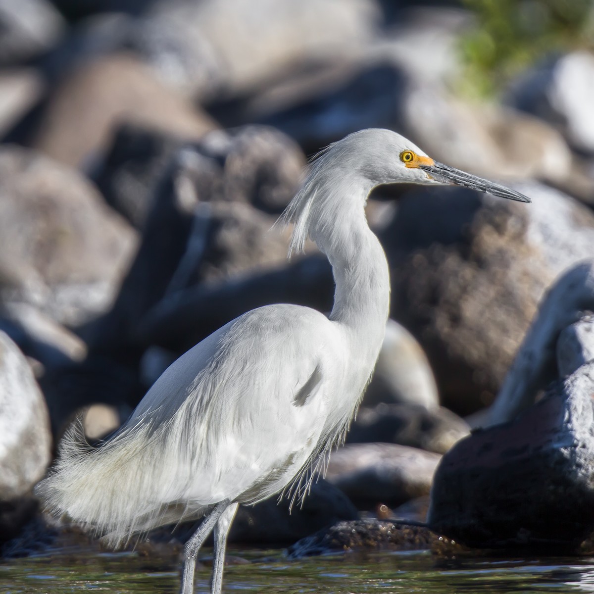 Snowy Egret - ML105398771