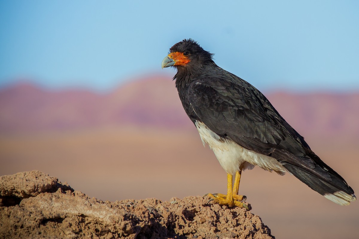 Caracara montagnard - ML105399151