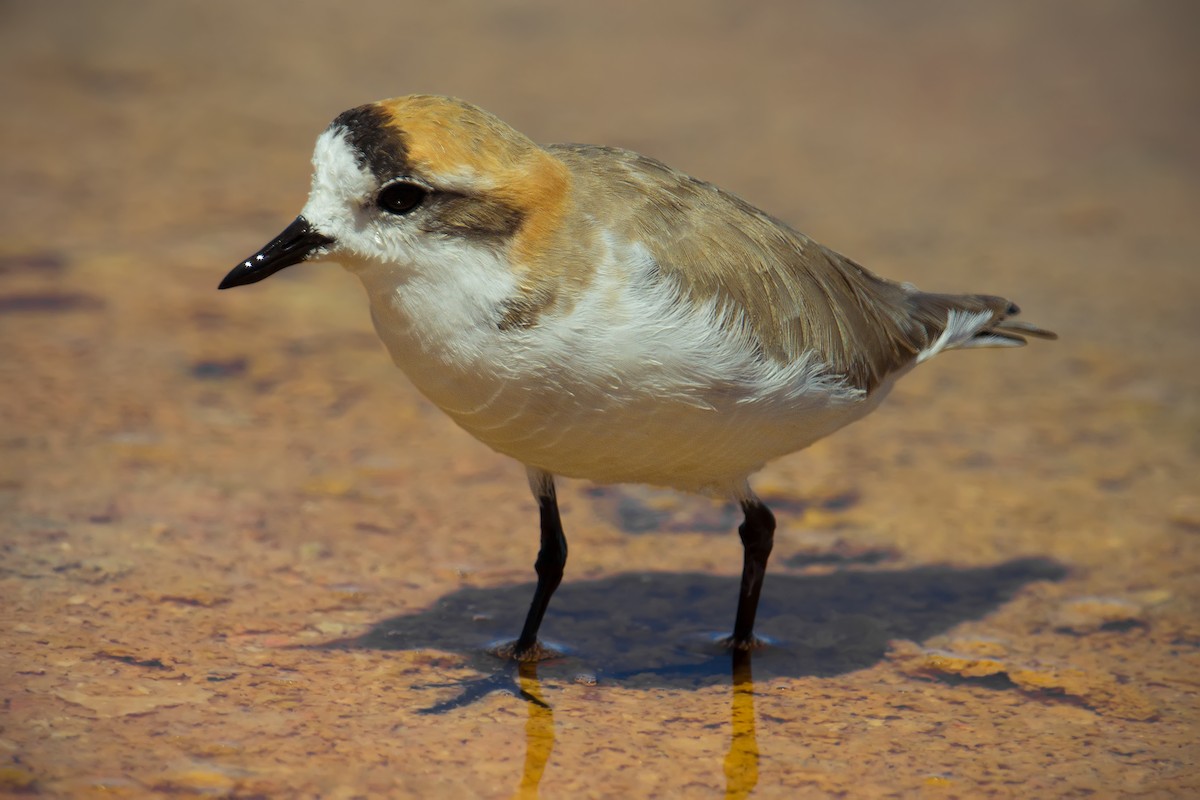 Puna Plover - ML105399311