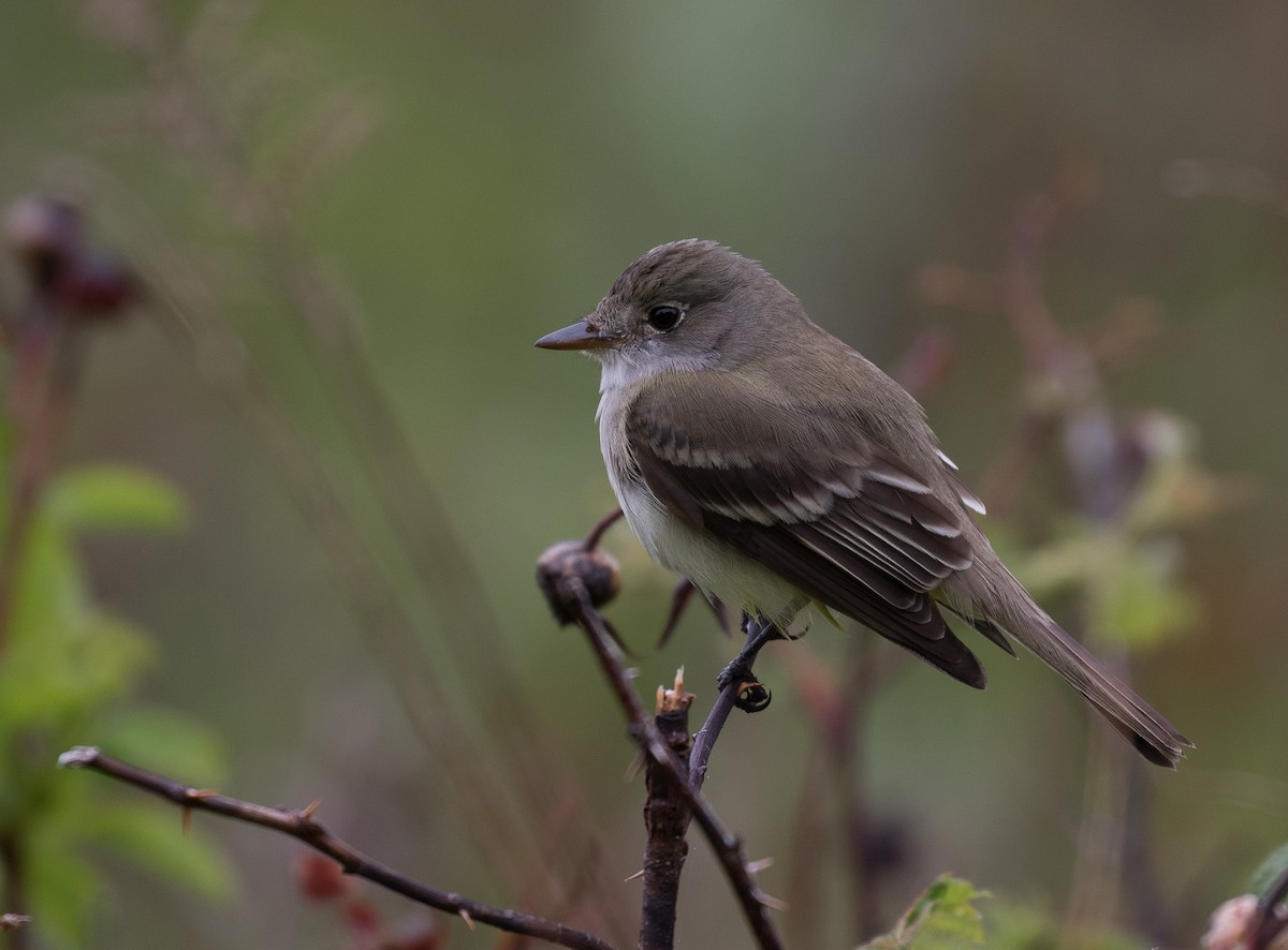 Alder Flycatcher - Simon Best