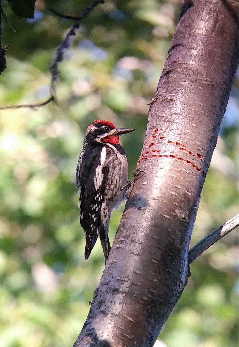 Red-naped Sapsucker - ML105399861