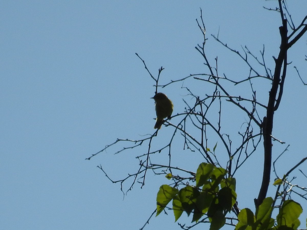 new world flycatcher sp. - Paul Waton