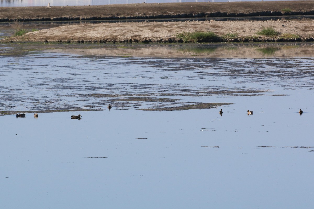 Blue-winged Teal - ML105400111