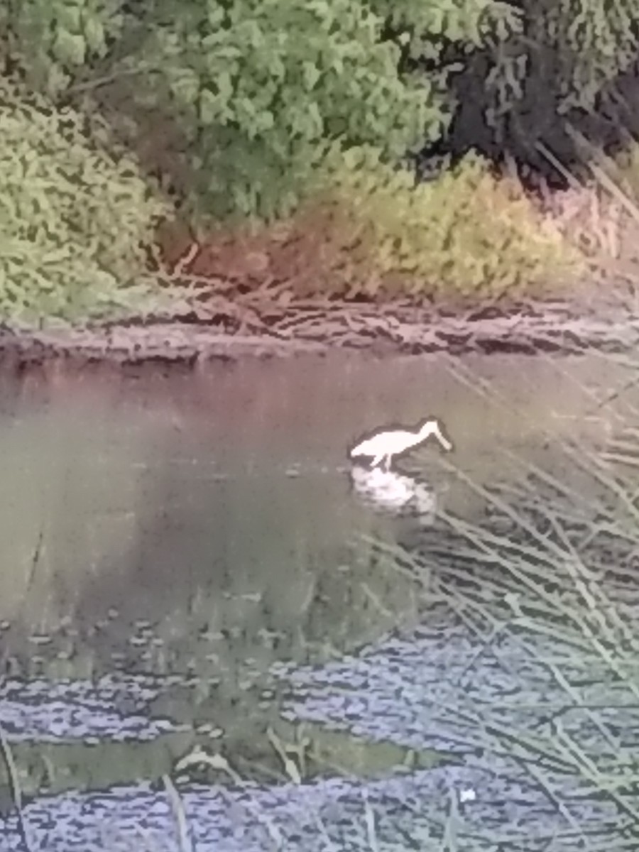 Roseate Spoonbill - ML105400521