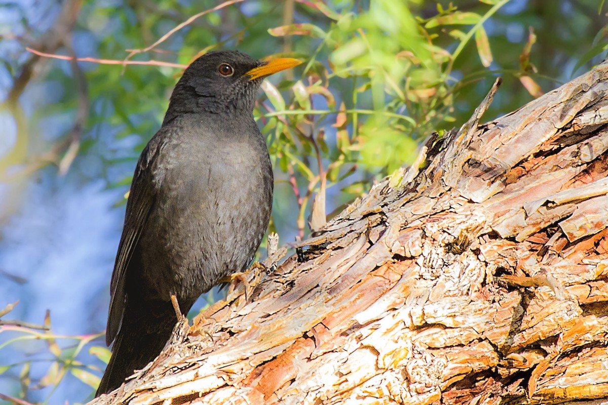 Chiguanco Thrush - ML105400711