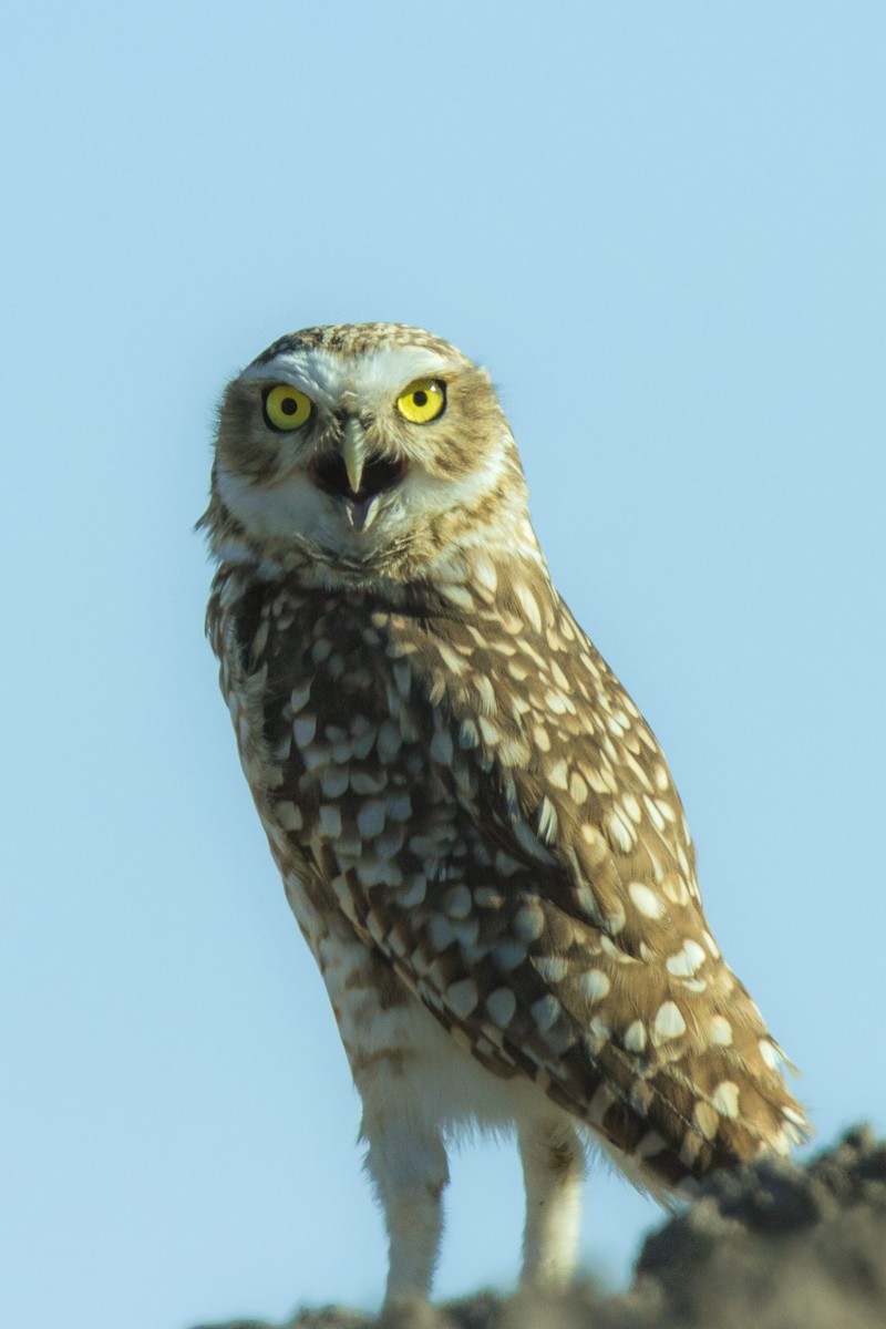 Burrowing Owl - Pio Marshall