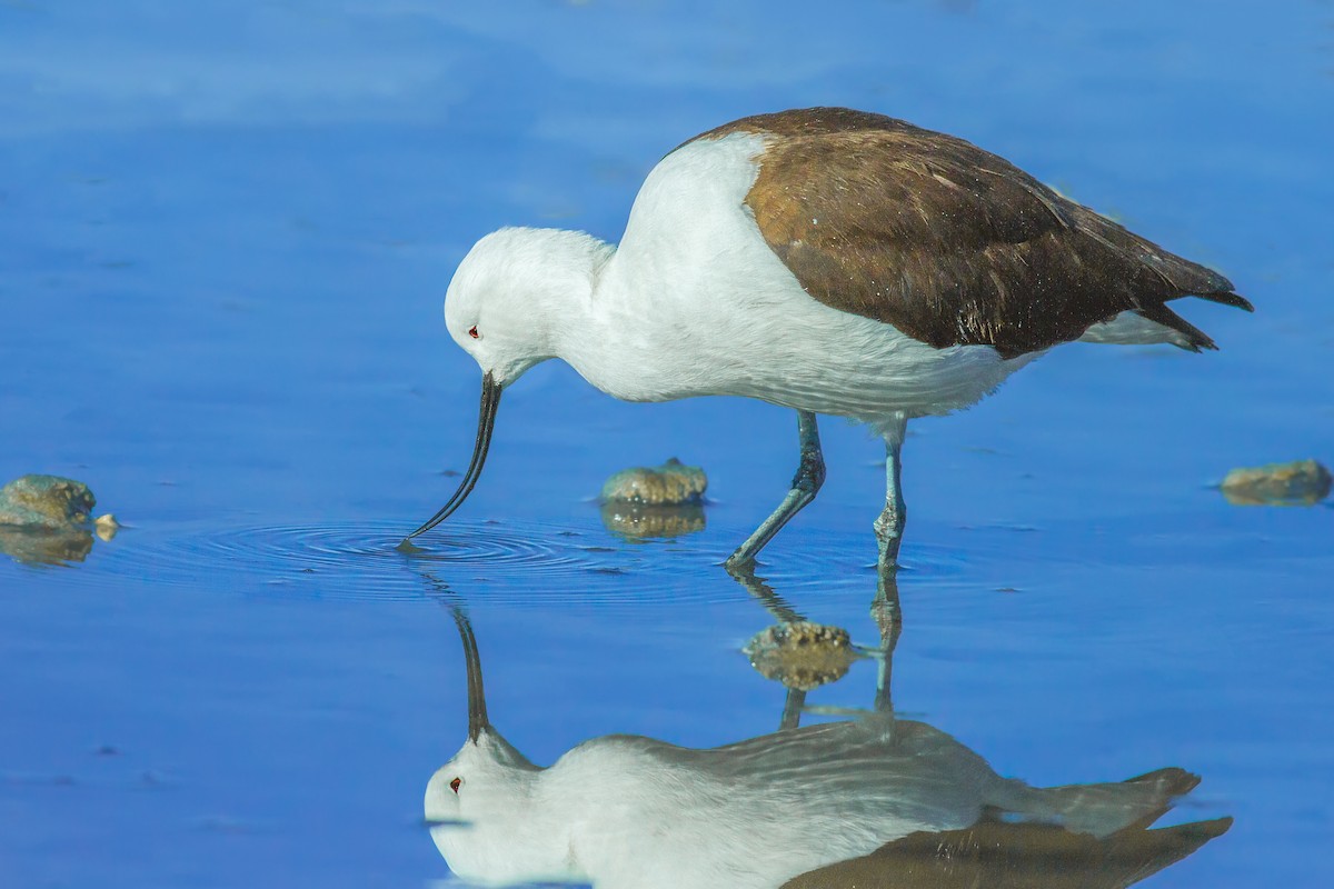 Andean Avocet - ML105401361