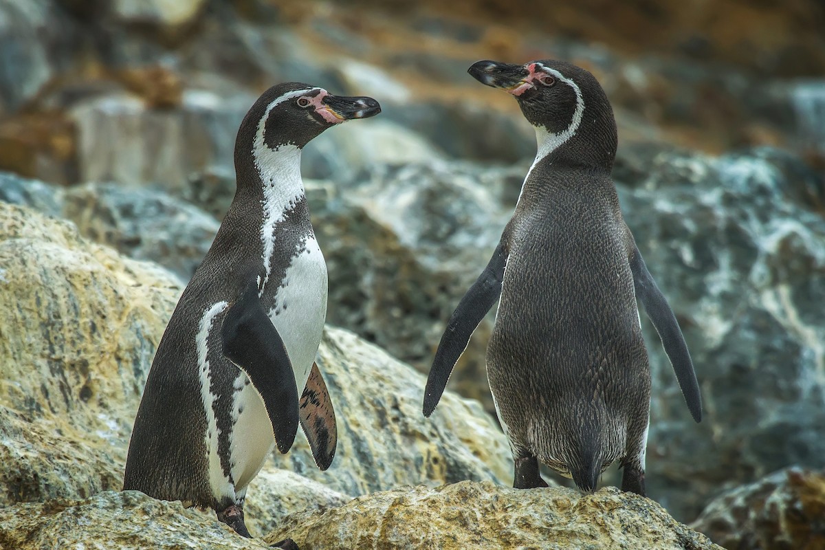 Humboldt Penguin - ML105401811