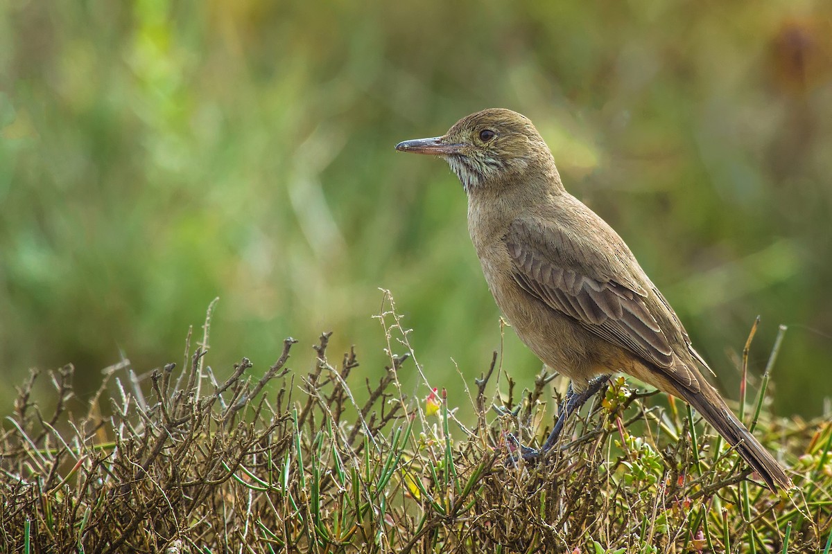Great Shrike-Tyrant - Pio Marshall