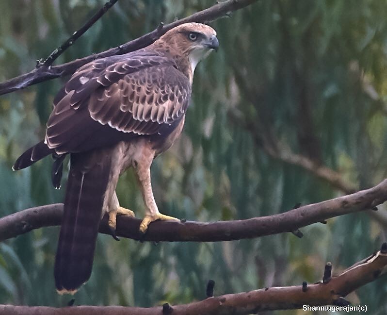 Changeable Hawk-Eagle (Crested) - Anonymous