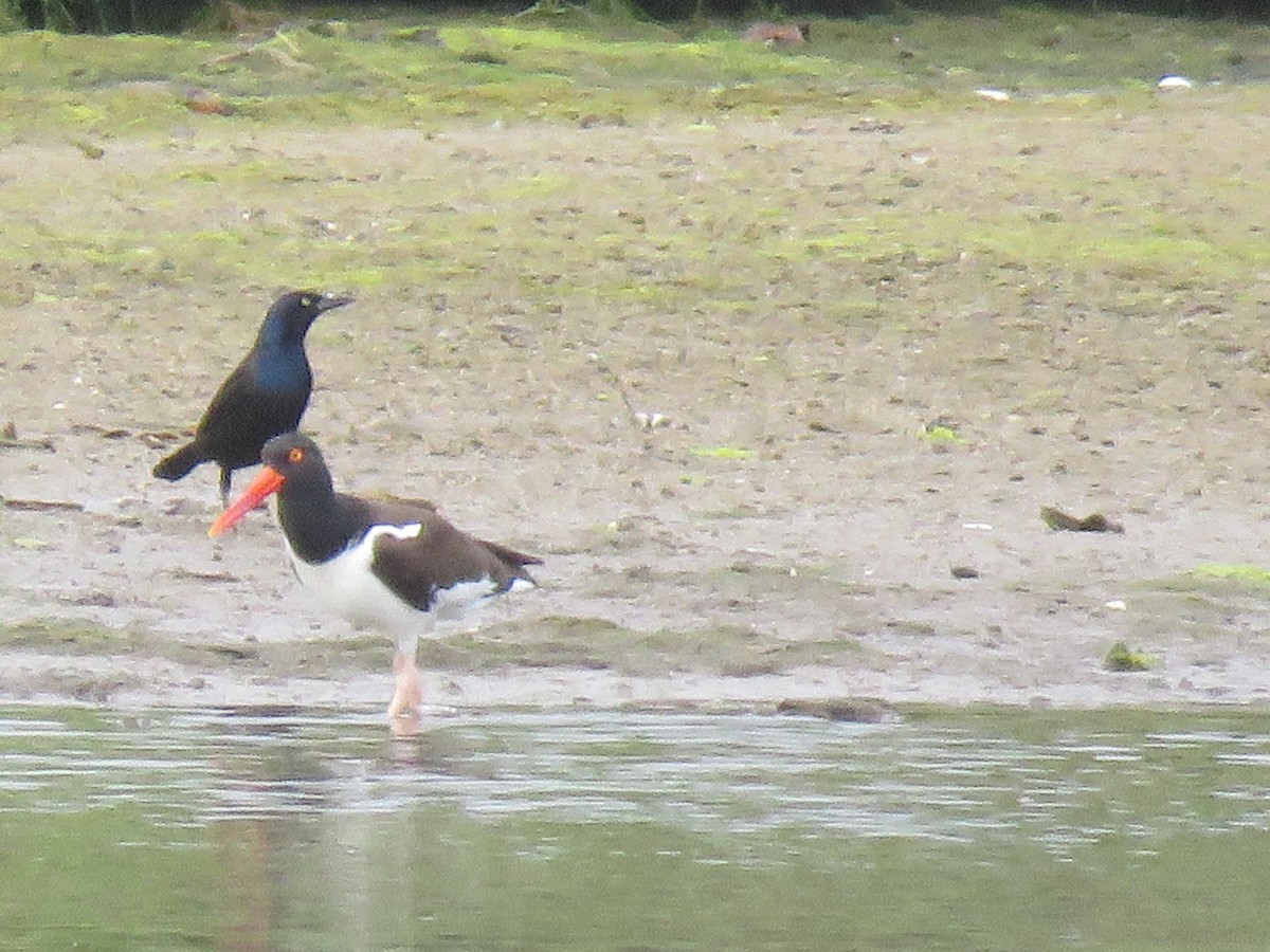 American Oystercatcher - ML105402271