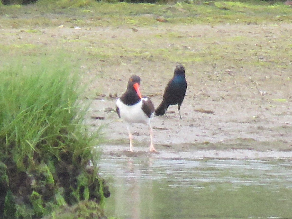 American Oystercatcher - ML105402281