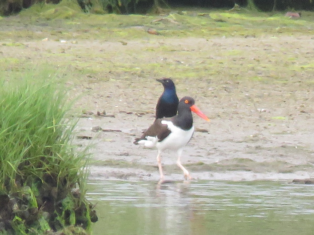 American Oystercatcher - ML105402291