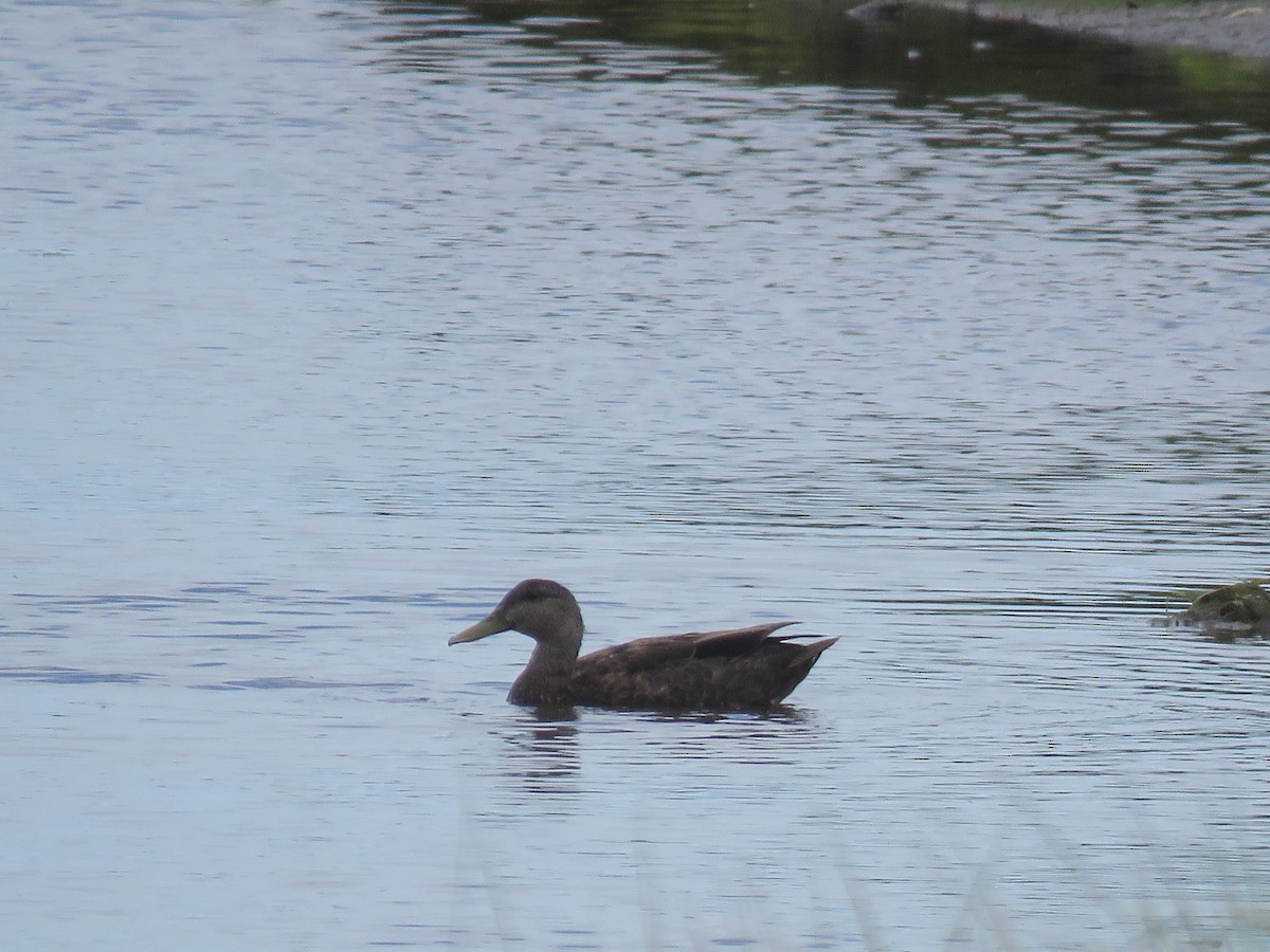 American Black Duck - ML105403061