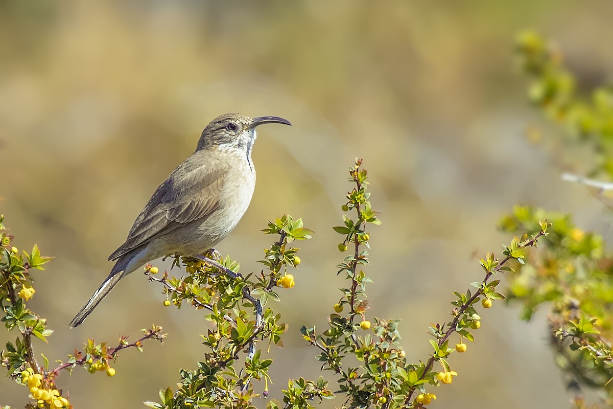 Scale-throated Earthcreeper - ML105403481