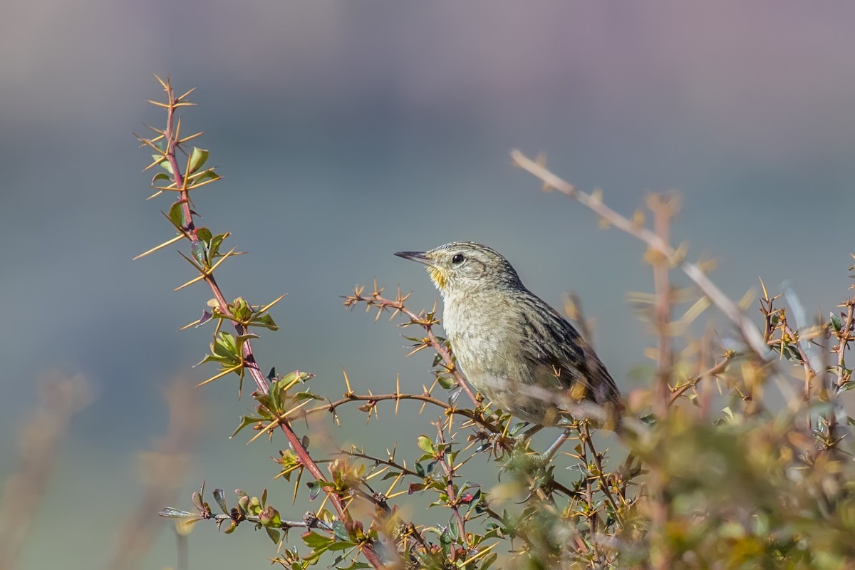 シロアゴカマドドリ - ML105403551