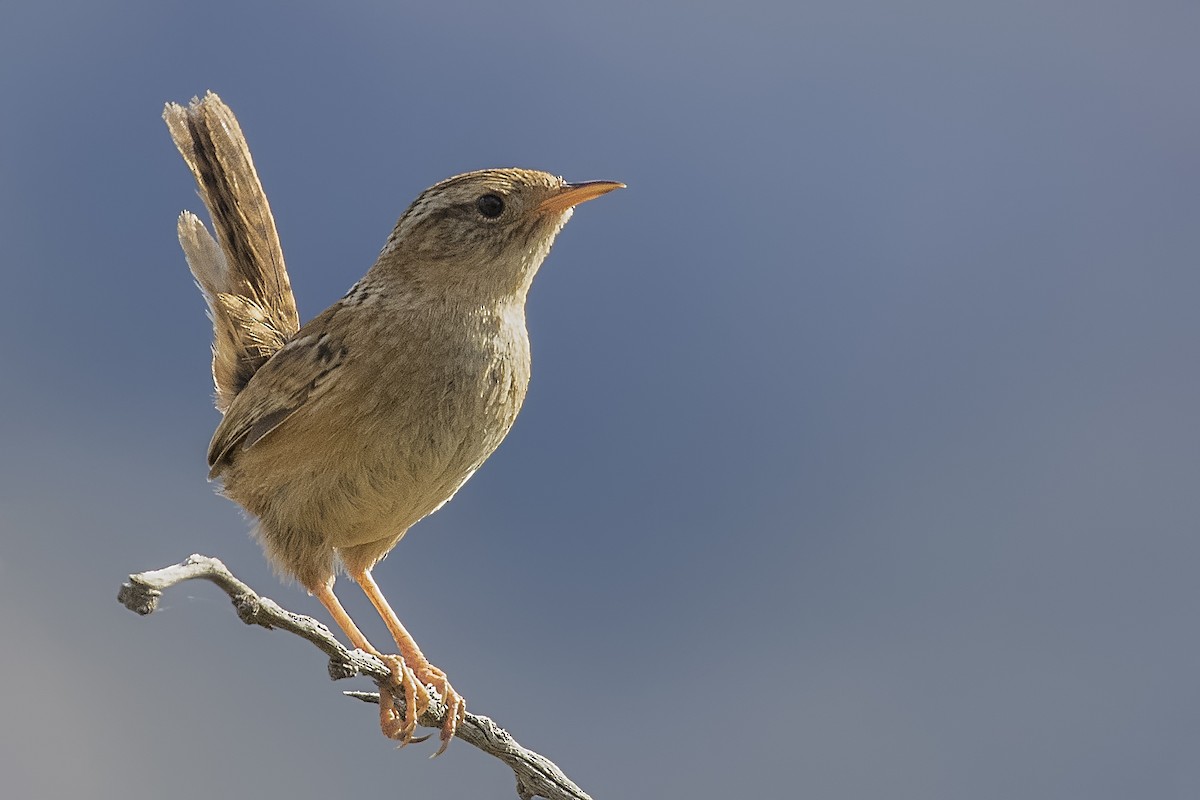 Grass Wren - ML105403571