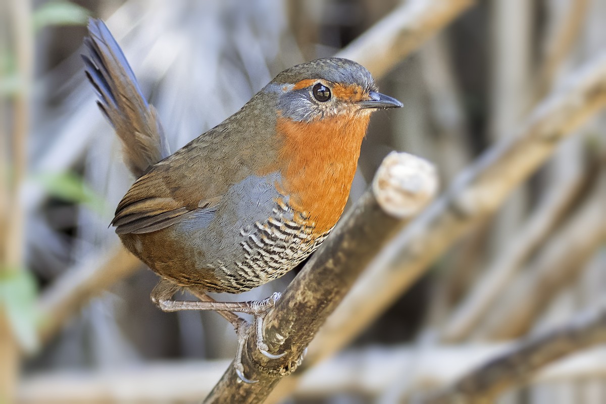 Rotkehltapaculo - ML105403631