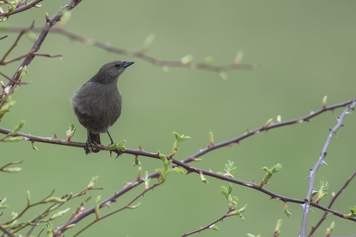 Shiny Cowbird - Pio Marshall