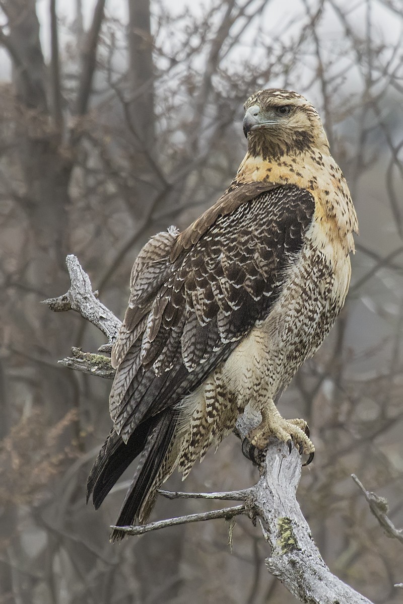 Black-chested Buzzard-Eagle - ML105403981