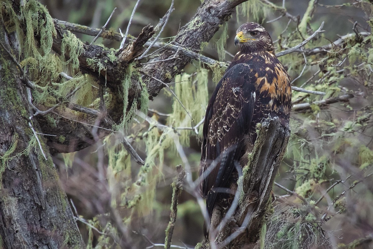 Black-chested Buzzard-Eagle - ML105403991