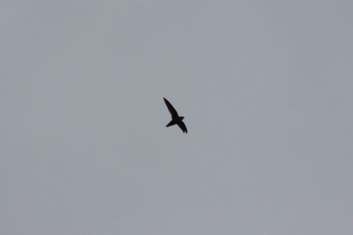 Chimney Swift - ML105406471