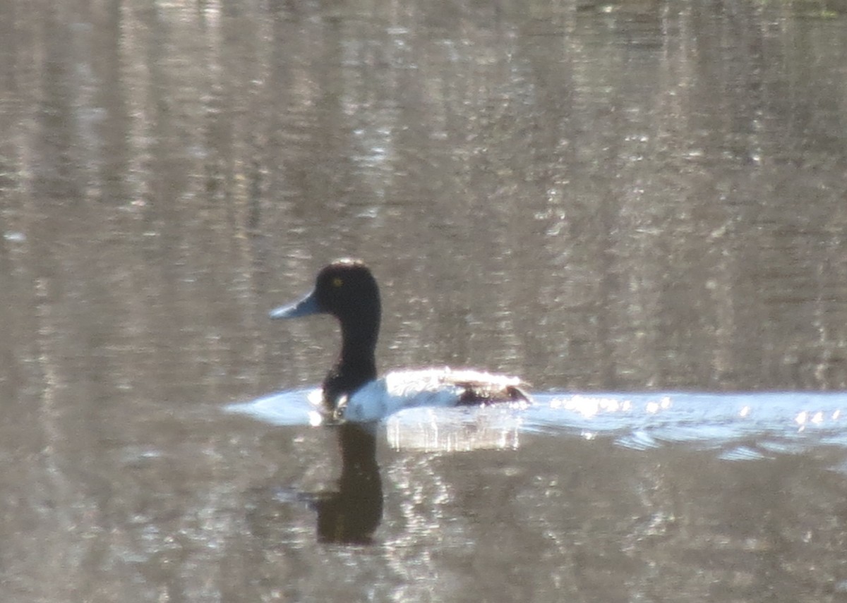 Lesser Scaup - ML105407871