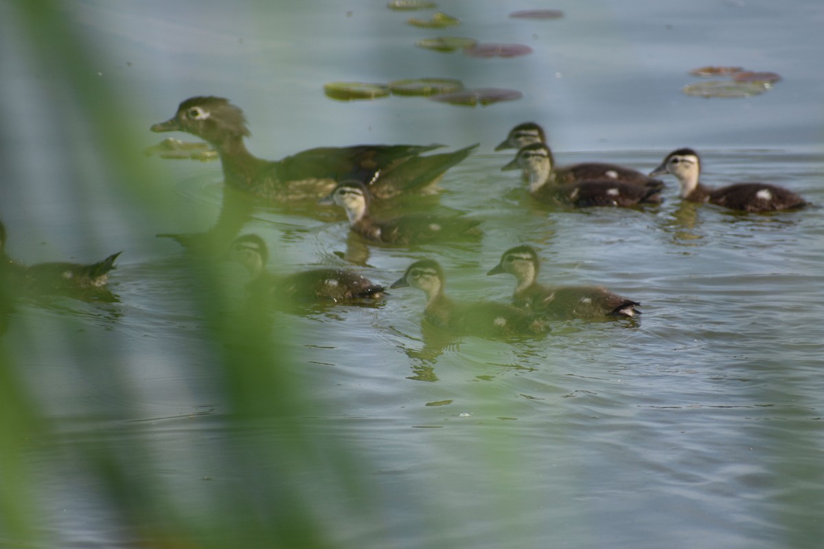 Wood Duck - ML105410201