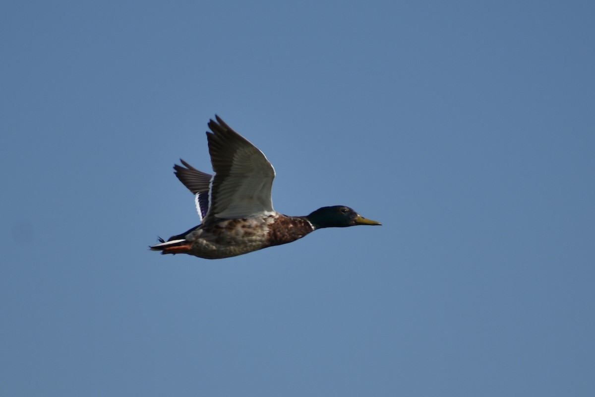 Mallard - ML105410981